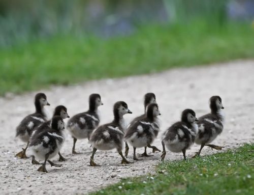 Everything we like is a psyop